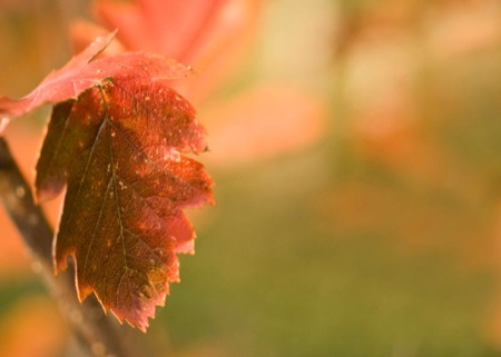 Autumn. Red leaf over blurred background