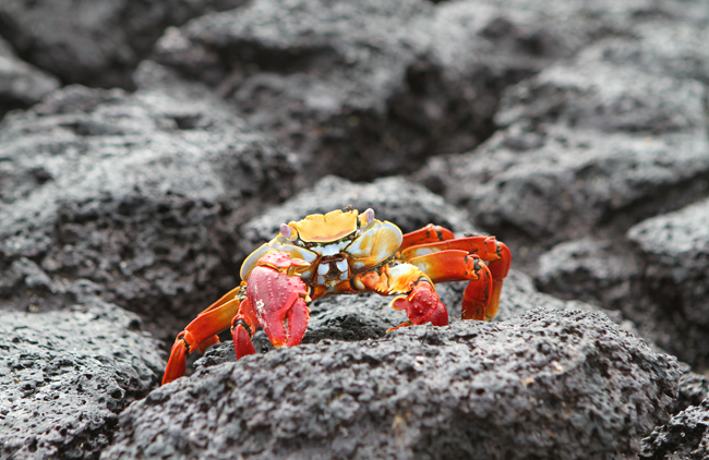 Crab visible on a tour of Ecuador, courtesy G Adventures