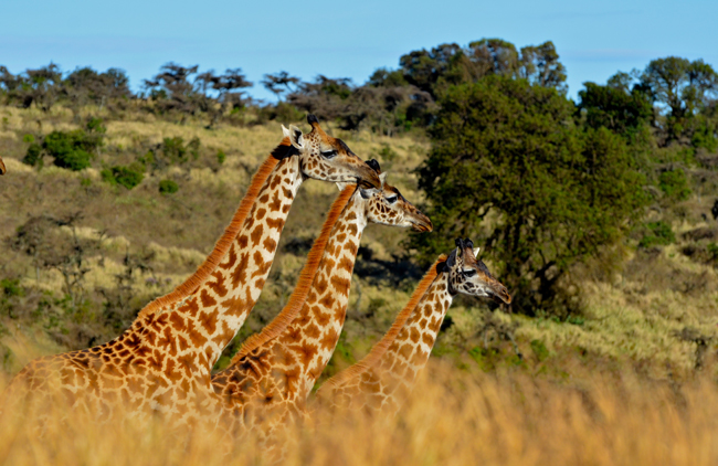 Giraffes seen on a safari during a Kenya tour, courtesy Trips, Inc.