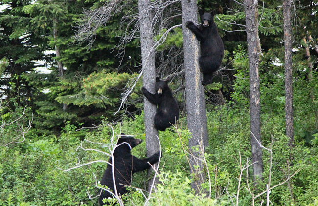 Three bears spotted in Glacier National Park