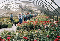 Bank groups can find roses throughout Tyler, which bills itself as the Rose Capital of America with good reason: It produces more than 20 percent of the country's commercially grown rosebushes.